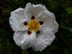 판타지 화최 모음