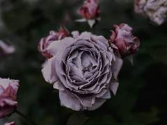 [청상진무] Amnesia Rose