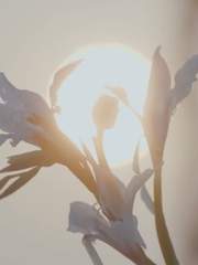 [백열] 빛의 기사