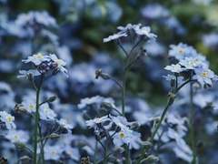 [ 종우강우제수 ] 물망초