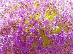 [이솝나이브] 알리움