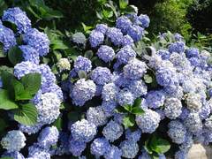 [ 중독/ 연무( 演舞)]