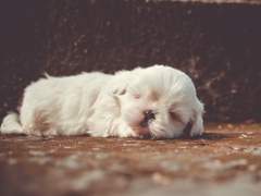 [닥스캡마]초대하지 않는 손님