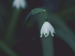 SnowDrop #9 (完)