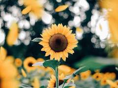 [죠죠2차/시저 체페리] 해바라기