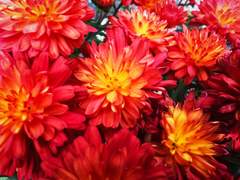 Chrysanthemum Fair
