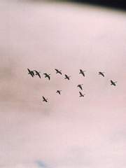 우리는 철새처럼 만났다