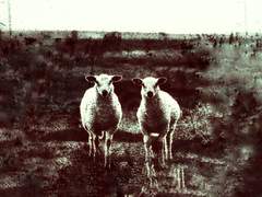 [종우강우] 카인과 아벨