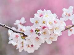 [궁캐스] 봄 소설(가제)