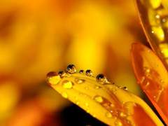 [소장]금안혈귀 2