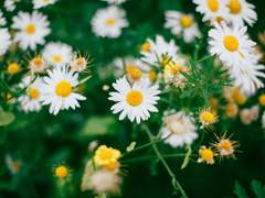 [나엠에세] 꽃향기가 물씬 들어차면