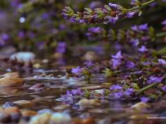 [Gentian (1)] - 퀜틴피터