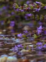 [Gentian] - 퀜틴피터