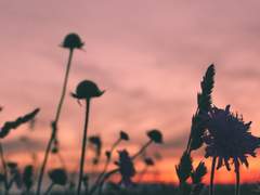 저녁노을 어스름을 입문하는 분들을 위한 짧은 가이드