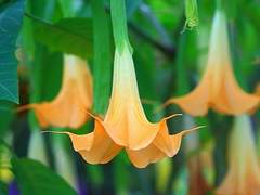 Brugmansia