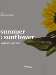summer : sunflower