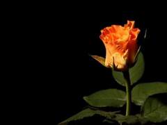 1차 주제 '피어나'