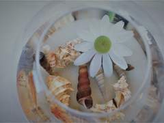 플라나리아의 금붕어