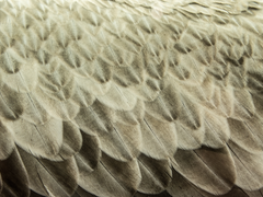 뱀의 호흡과 천사의 날갯짓 사이의 상관관계