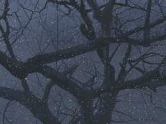 ⓕ-② '사계를 걷는 토끼' 미리보기 (4) 겨울의 고요한 하얀 숲