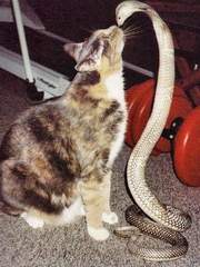 뱀과 고양이