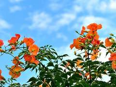 1차 주제 피어나 베스트 작품