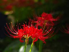 협연 - 저무는 석양 속에서