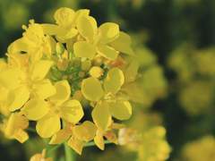 부디, 살아남아주길.