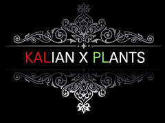 데킬라 필드 / B