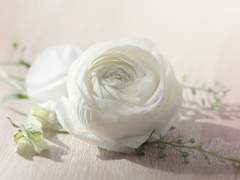 [레븐레나] 외사랑