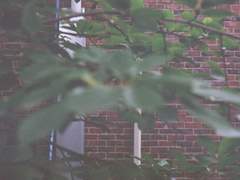 [ 캣들 / 단편 ] 비 오는 날에