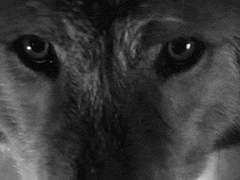 [혁켄/썰] 늑대 신부 下