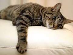 [국뷔] CATch up, ketchup! (For. 첼시님♥)