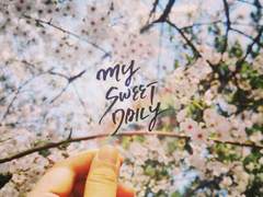 캘리그라피 및 로고 커미션 인포