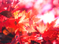 🔎 『두근두근!? 보물을 찾아라!』