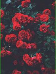 돌이킬 수 없는 걸음