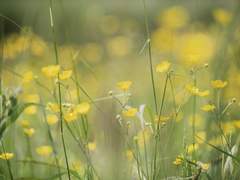 리틀 포레스트 : 다섯 그루