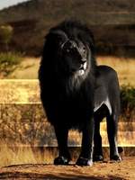 [섀헌/말렉] 00:00