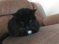 시골화최 썰 백업