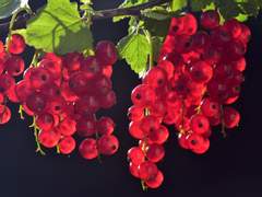 [흡혈 합작] 기생 , 포식