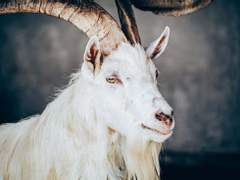 [아킬헥토] 신의 제물 된 자