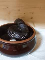 뱀 키우는 만화