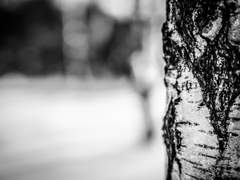 [조도선] 타국(他國)