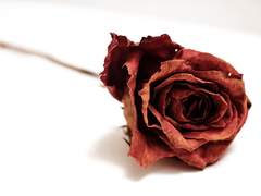 사랑과 존경에 사이는 질투