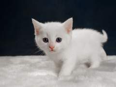 석진이네 슈가中