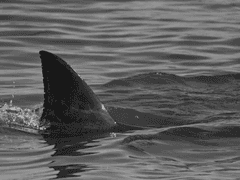 [MoNo합작/슈짐] 상어 이야기