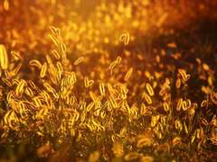 [소장]금안혈귀 6