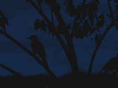 아마노가와 카츠토/朏吚/47