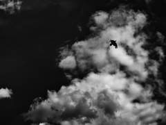 [코튼] Ιπποκράτης