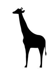 UNPATTERNED GIRAFF